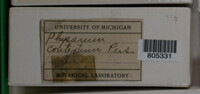 Physarum contextum image